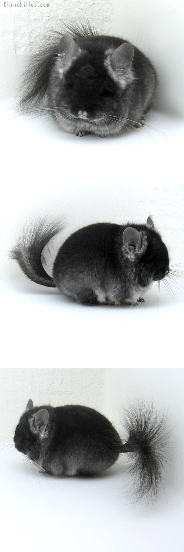 Chinchilla or related item offered for sale or export on Chinchillas.com - 12005 Exceptional Black Velvet Royal Persian Angora Male Chinchilla