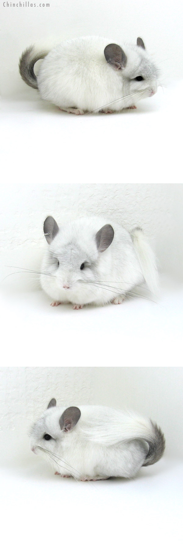 Chinchilla or related item offered for sale or export on Chinchillas.com - 12047 White Mosaic Royal Persian Angora Female Chinchilla