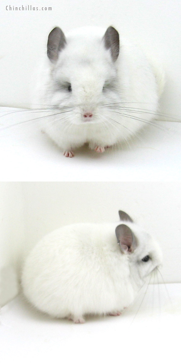 Chinchilla or related item offered for sale or export on Chinchillas.com - 12080 Exceptional White Mosaic Royal Persian Angora Female Chinchilla