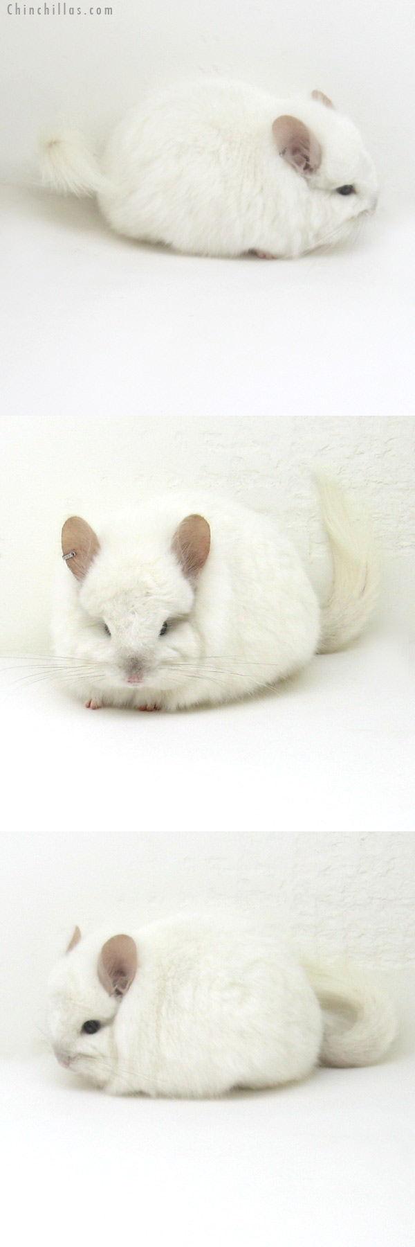 Chinchilla or related item offered for sale or export on Chinchillas.com - 12170 Exceptional Pink White Royal Persian Angora Female Chinchilla