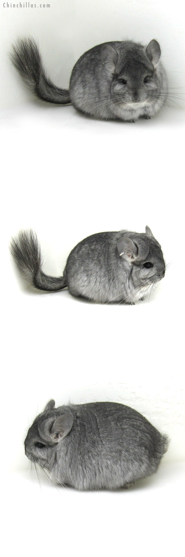Chinchilla or related item offered for sale or export on Chinchillas.com - 12177 Exceptional Standard Royal Persian Angora Female Chinchilla