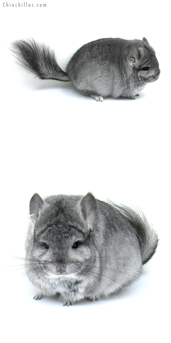 Chinchilla or related item offered for sale or export on Chinchillas.com - 12206 Blocky, Exceptional Standard Royal Persian Angora Female Chinchilla