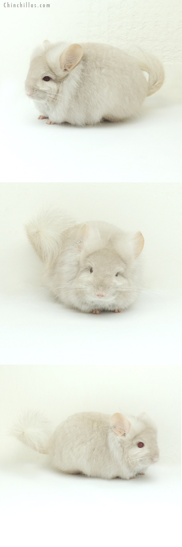 Chinchilla or related item offered for sale or export on Chinchillas.com - 13018 Homo Beige Royal Persian Angora Male Chinchilla
