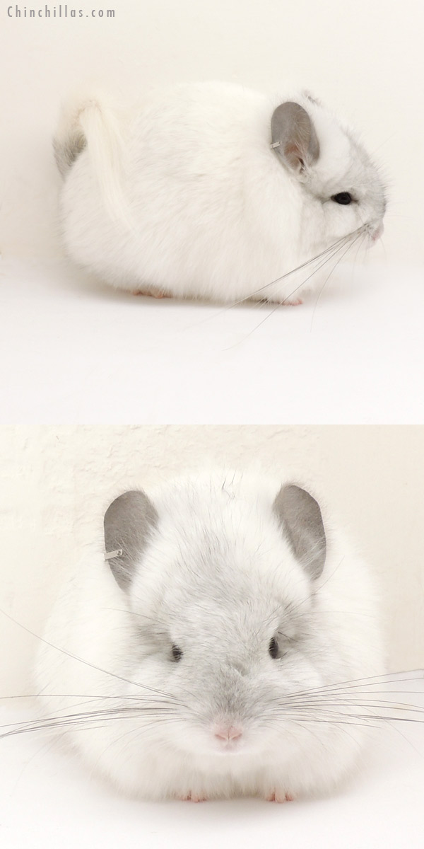 Chinchilla or related item offered for sale or export on Chinchillas.com - 13244 White Mosaic Royal Persian Angora Female Chinchilla