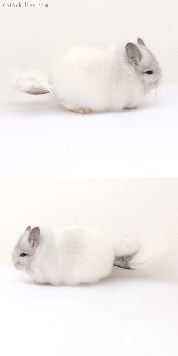 Chinchilla or related item offered for sale or export on Chinchillas.com - 13254 Blocky Silver Mosaic Royal Persian Angora Female Chinchilla