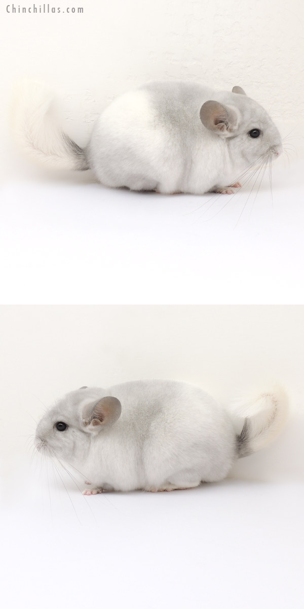 13258 1st Place Violet and White Mosaic Female Chinchilla