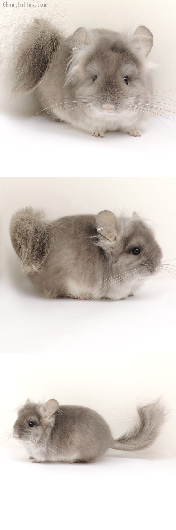 Chinchilla or related item offered for sale or export on Chinchillas.com - 13298 Exceptional Violet Royal Persian Angora Male Chinchilla