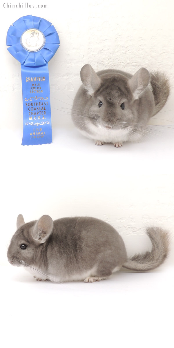 13377 1st Place & Section Champion Violet Male Chinchilla