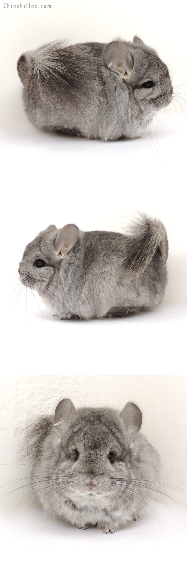 Chinchilla or related item offered for sale or export on Chinchillas.com - 14020 Exceptional Standard Royal Persian Angora Female Chinchilla