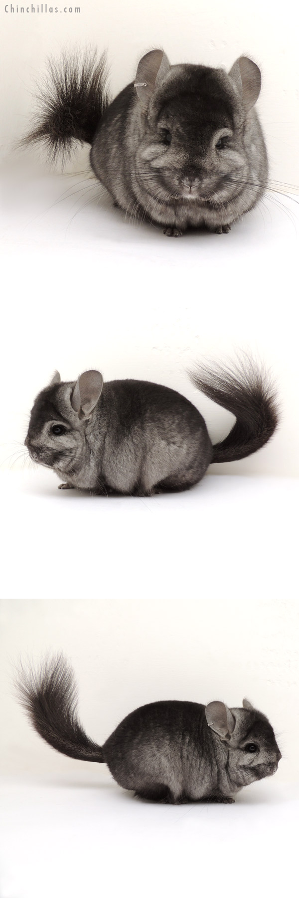 Chinchilla or related item offered for sale or export on Chinchillas.com - 14018 Exceptional Ebony Royal Persian Angora Male Chinchilla