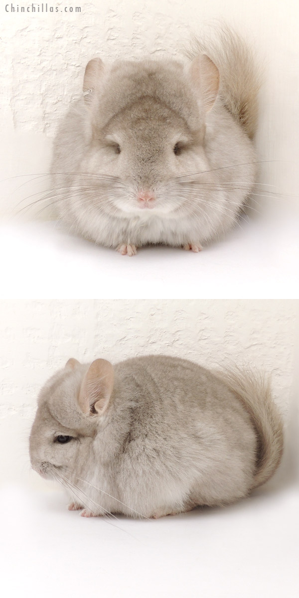 Chinchilla or related item offered for sale or export on Chinchillas.com - 14036 Beige Royal Persian Angora Female Chinchilla