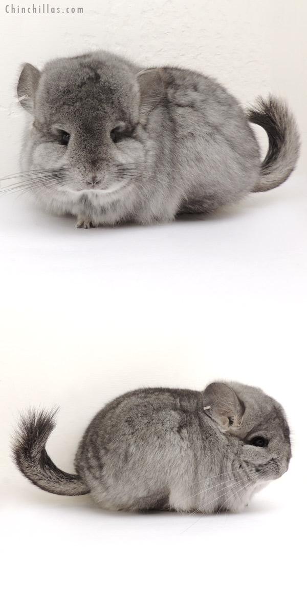 Chinchilla or related item offered for sale or export on Chinchillas.com - 14072 Exceptional Standard  Royal Persian Angora Female Chinchilla