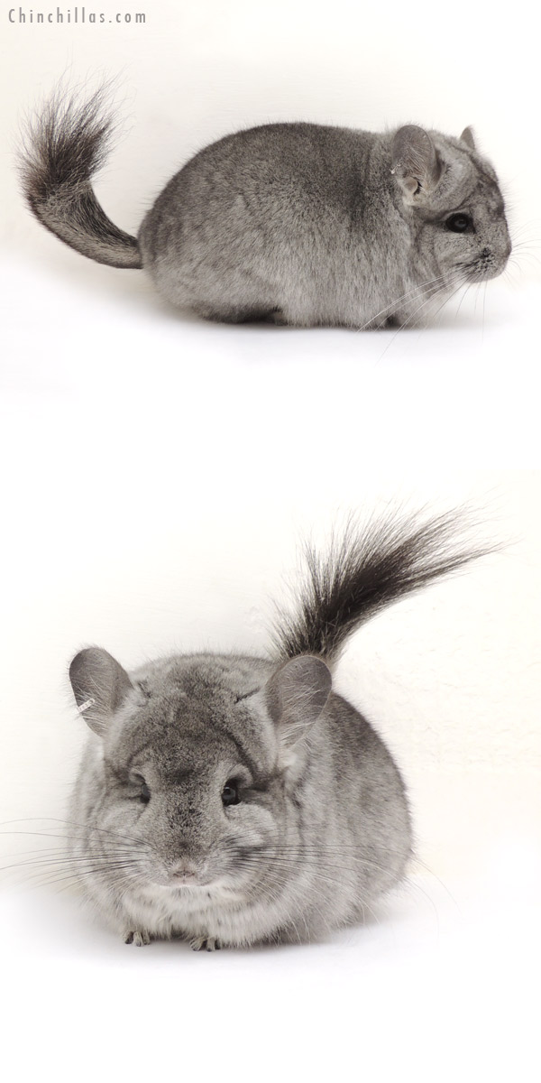 Chinchilla or related item offered for sale or export on Chinchillas.com - 14065 Standard  Royal Persian Angora Female Chinchilla