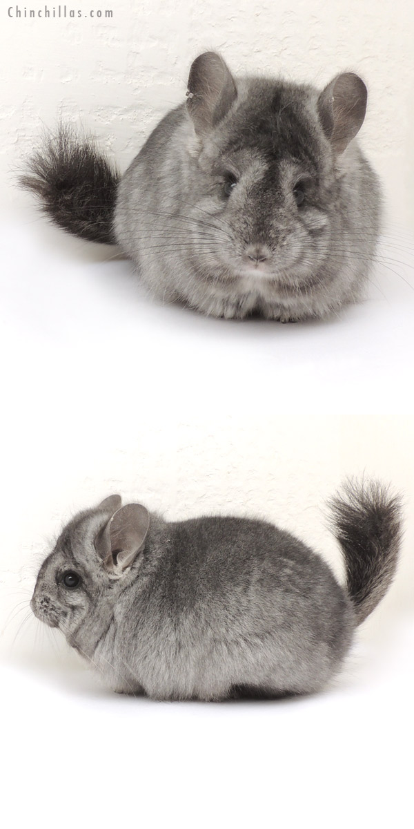 Chinchilla or related item offered for sale or export on Chinchillas.com - 14071 Standard ( Ebony Carrier )  Royal Persian Angora Female Chinchilla