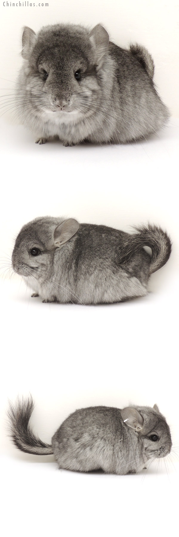 Chinchilla or related item offered for sale or export on Chinchillas.com - 14113 Standard Royal Persian Angora Female Chinchilla