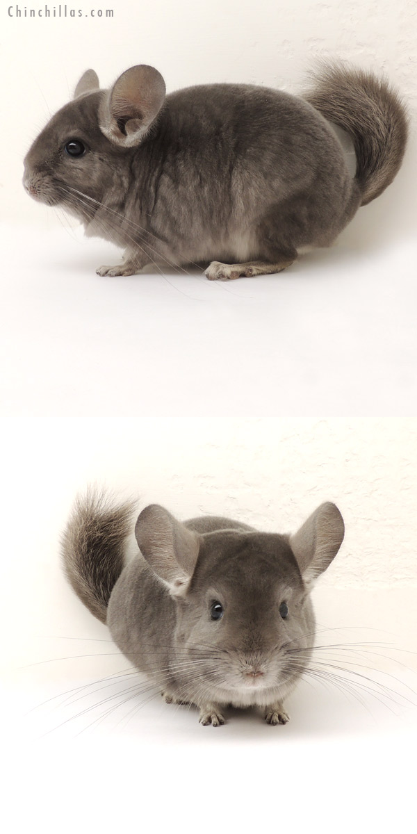 14129 Show Quality Violet ( Ebony Carrier ) Male Chinchilla