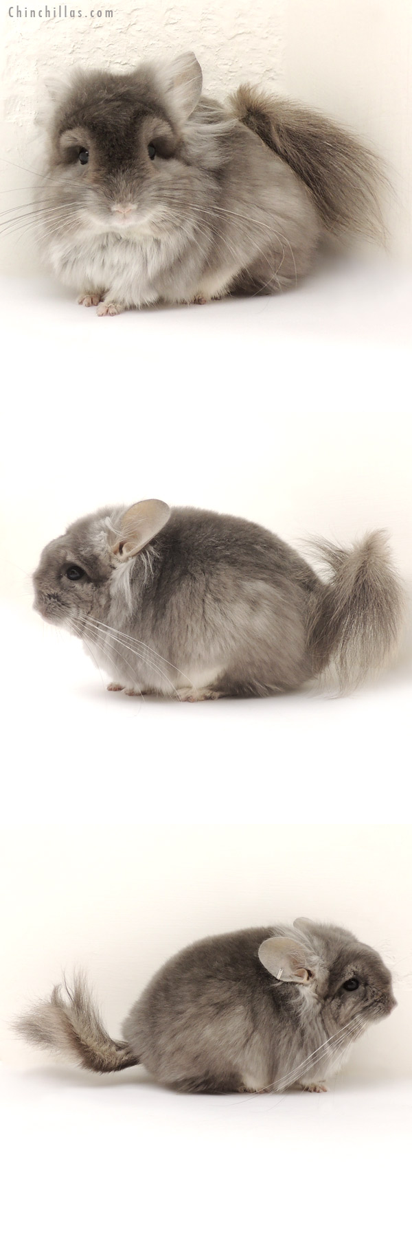 Chinchilla or related item offered for sale or export on Chinchillas.com - 14130 Exceptional Violet  Royal Persian Angora Male Chinchilla with Lion Mane