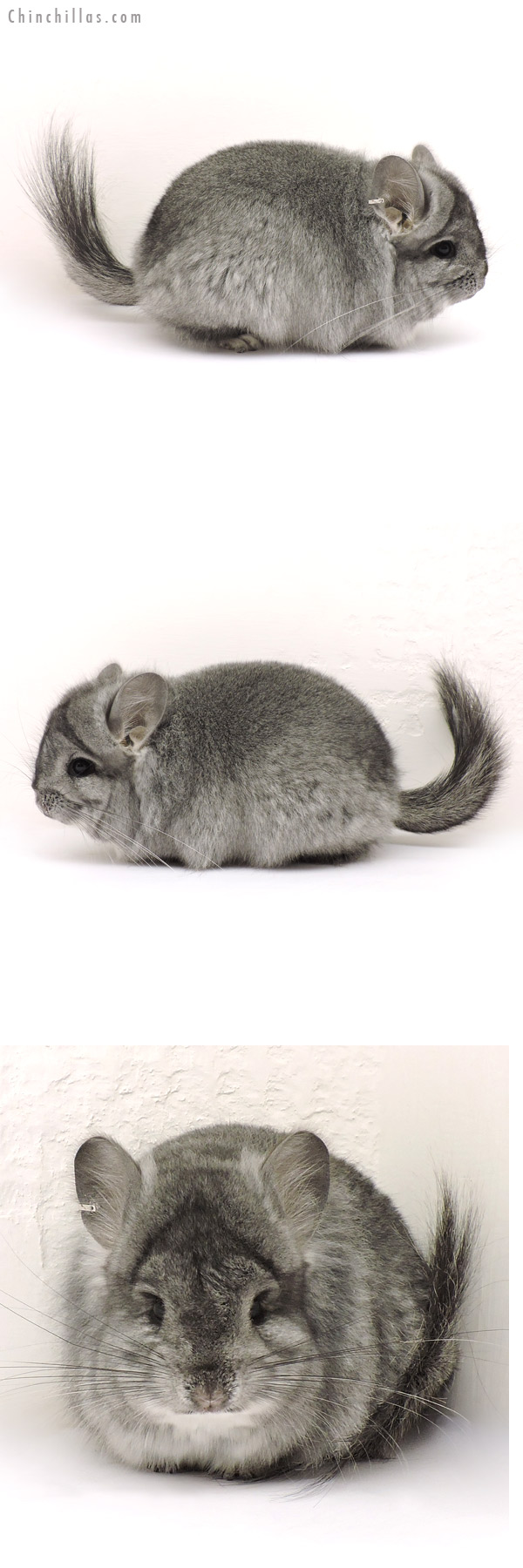 Chinchilla or related item offered for sale or export on Chinchillas.com - 14145 Standard ( Ebony Carrier )  Royal Persian Angora Male Chinchilla