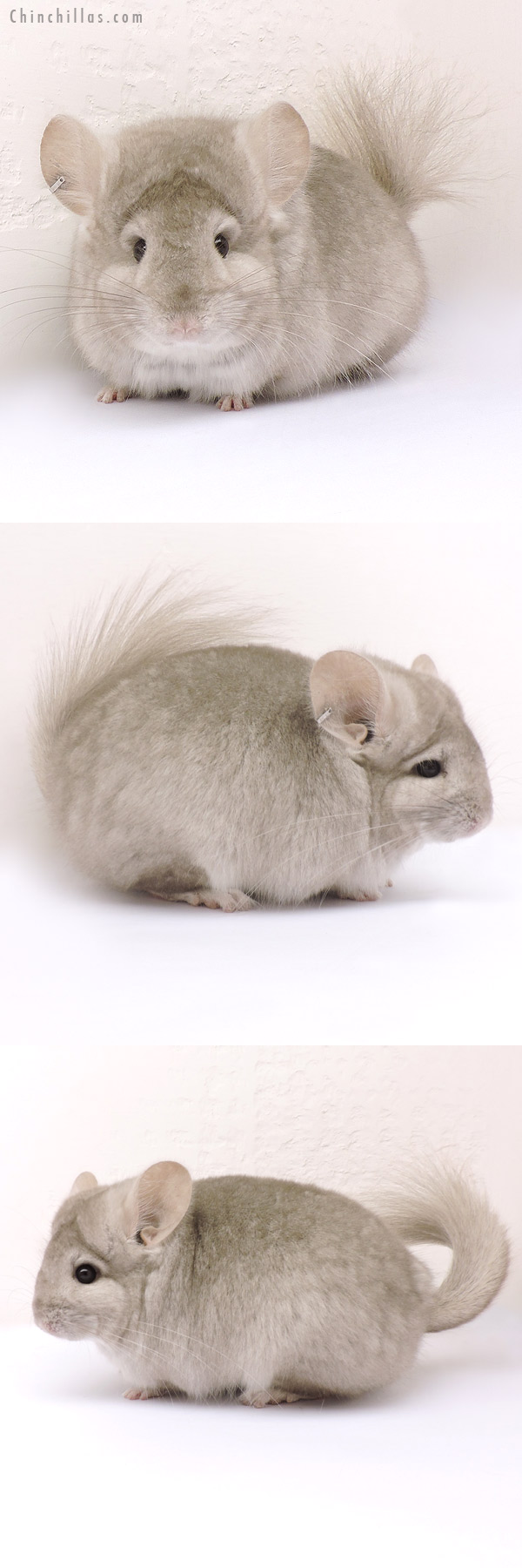 Chinchilla or related item offered for sale or export on Chinchillas.com - 14190 Beige  Royal Persian Angora Female Chinchilla