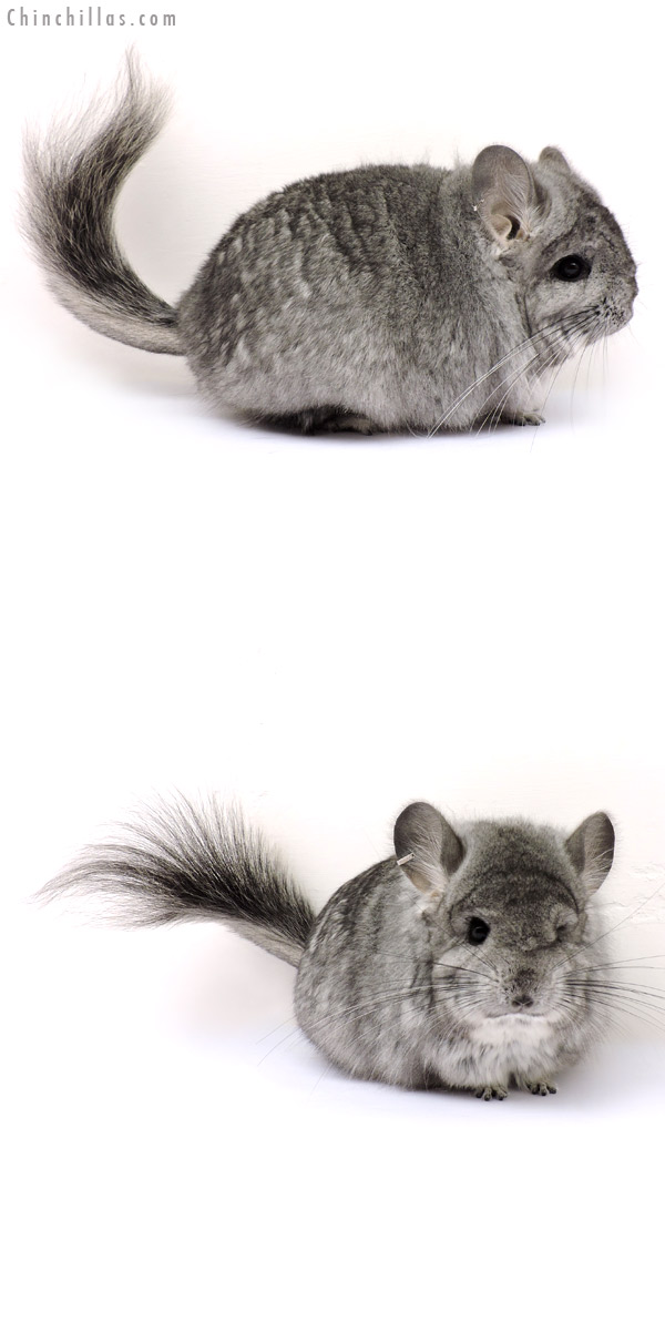 Chinchilla or related item offered for sale or export on Chinchillas.com - 14197 Standard ( Ebony Carrier )  Royal Persian Angora Female Chinchilla