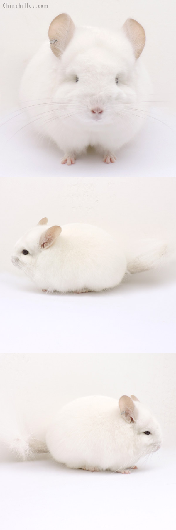 Chinchilla or related item offered for sale or export on Chinchillas.com - 14212 Exceptional Pink White  Royal Persian Angora Male Chinchilla
