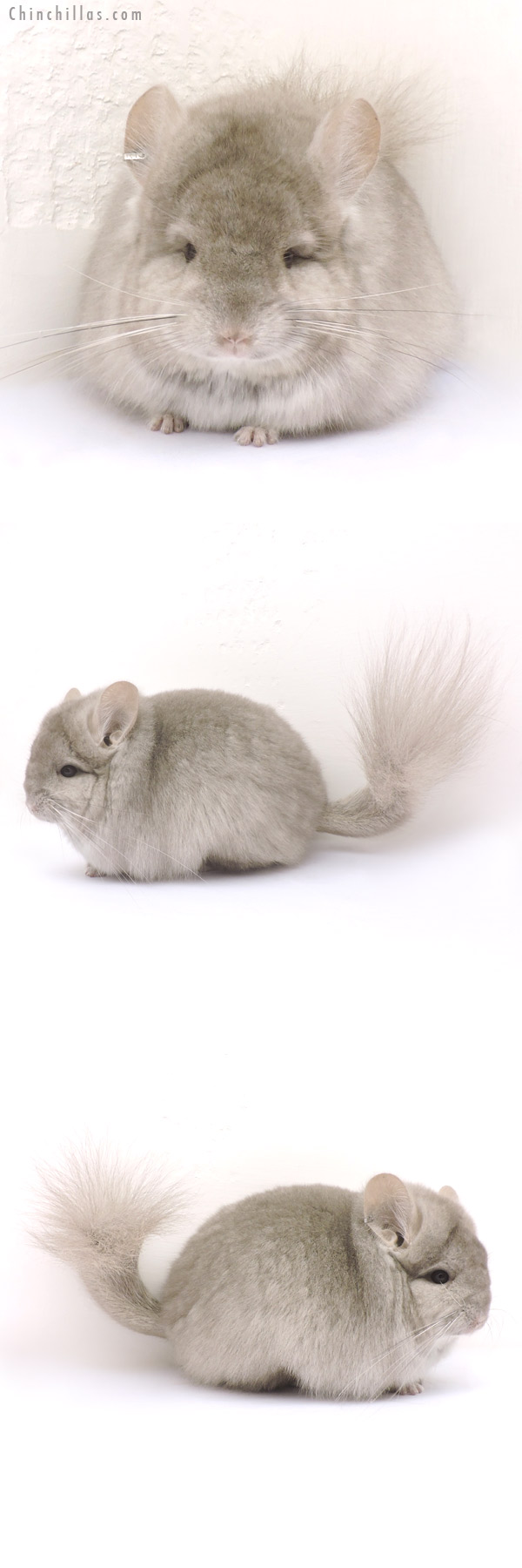 Chinchilla or related item offered for sale or export on Chinchillas.com - 14214 Exceptional Beige  Royal Persian Angora Female Chinchilla