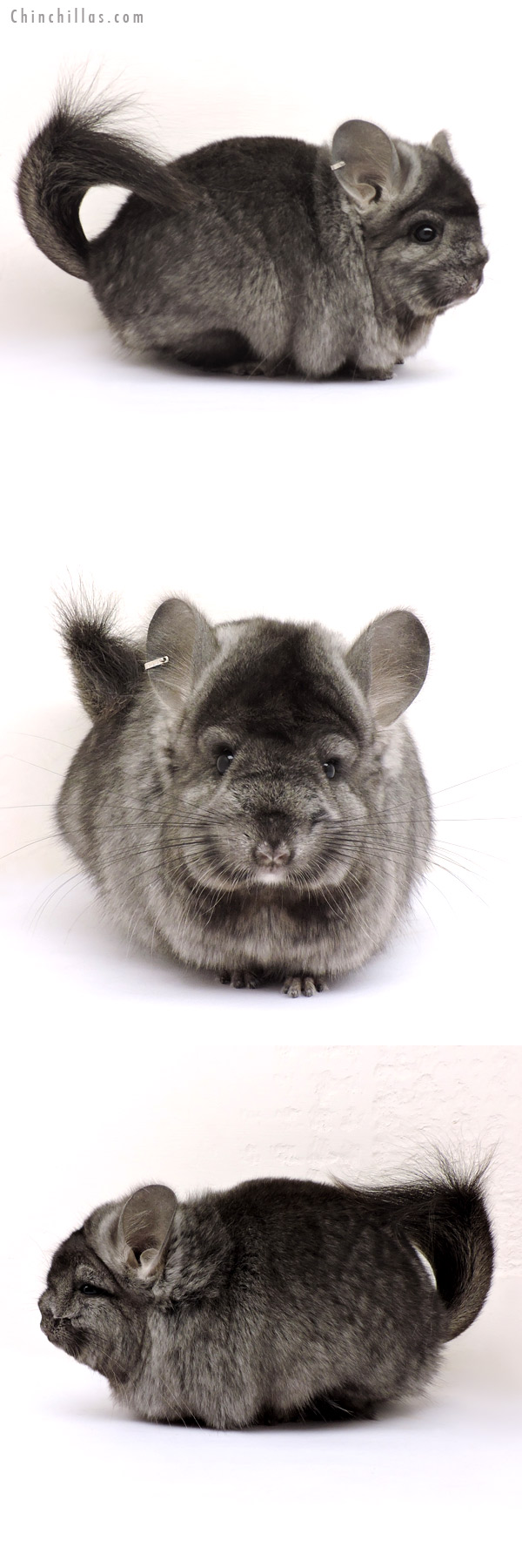 Chinchilla or related item offered for sale or export on Chinchillas.com - 14224 Exceptional Ebony  Royal Persian Angora Female Chinchilla