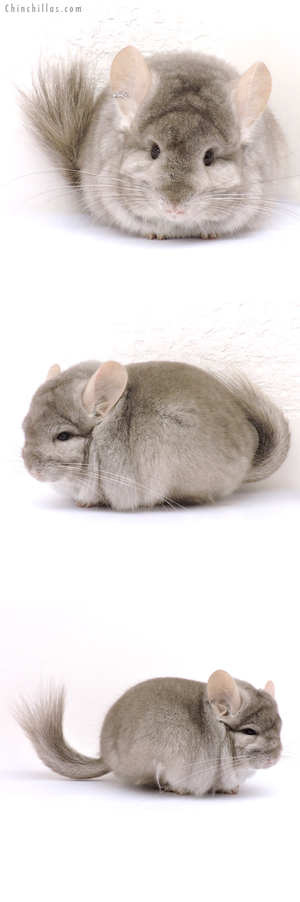Chinchilla or related item offered for sale or export on Chinchillas.com - 14238 Beige Royal Persian Angora Male Chinchilla