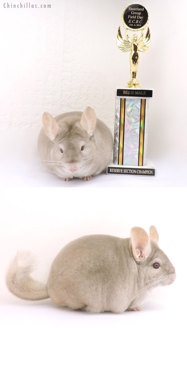 14257 Large Reserve Section Champion Homo Beige Male Chinchilla