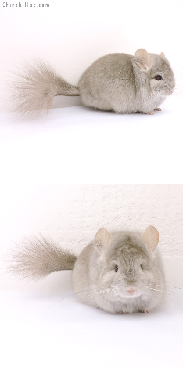 Chinchilla or related item offered for sale or export on Chinchillas.com - 14243 Exceptional Beige  Royal Persian Angora Female Chinchilla