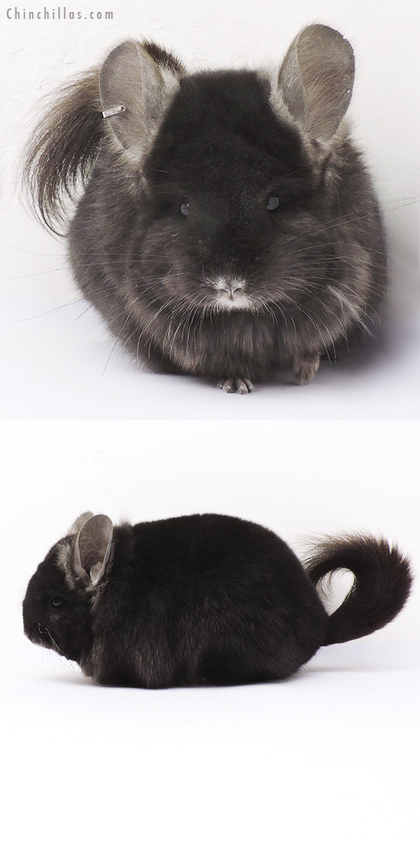 Chinchilla or related item offered for sale or export on Chinchillas.com - 15015 Ebony  Royal Persian Angora Female Chinchilla