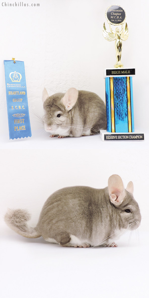 15032 Large 1st Place & Reserve Section Champion Beige Male Chinchilla