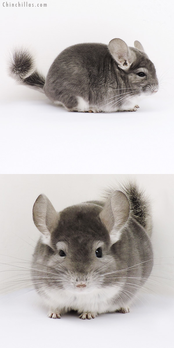 15185 Top Show Quality Violet Male Chinchilla