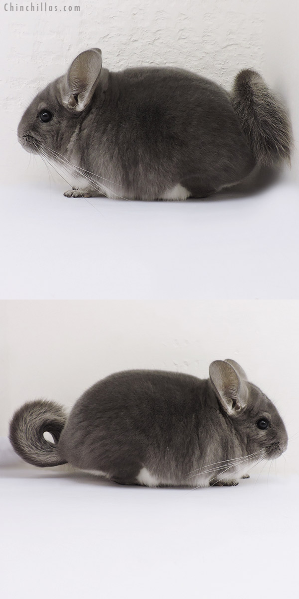 Chinchilla or related item offered for sale or export on Chinchillas.com - 16123 Show Quality Violet Male Chinchilla