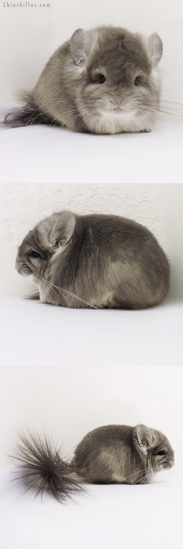 Chinchilla or related item offered for sale or export on Chinchillas.com - 16148 Exceptional Violet  Royal Persian Angora Male Chinchilla