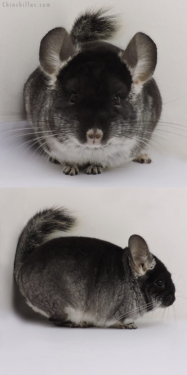 Chinchilla or related item offered for sale or export on Chinchillas.com - 16147 Show Quality Black Velvet ( Violet Carrier ) Male Chinchilla