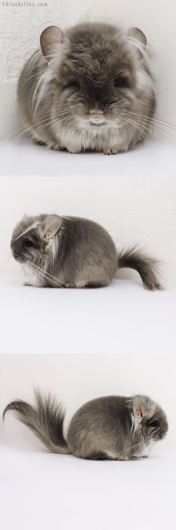 Chinchilla or related item offered for sale or export on Chinchillas.com - 16197 Exceptional Brevi Type TOV Violet G2  Royal Persian Angora Male Chinchilla with Long Ear Tendrils