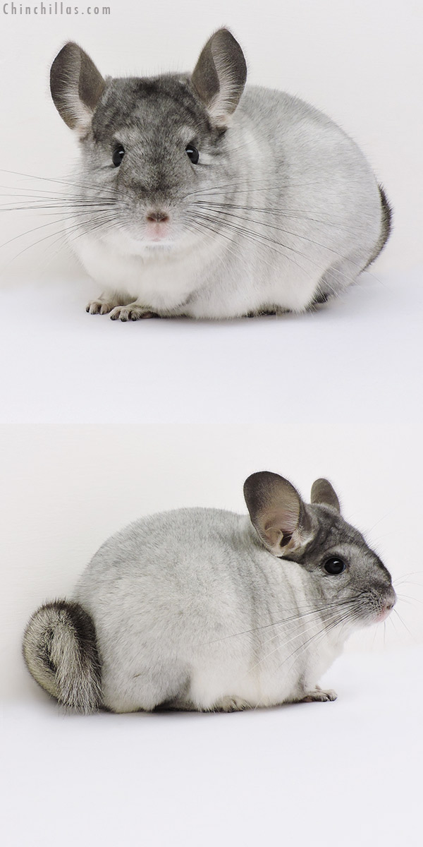Chinchilla or related item offered for sale or export on Chinchillas.com - 16187 Premium Production Quality Silver Mosaic Female Chinchilla