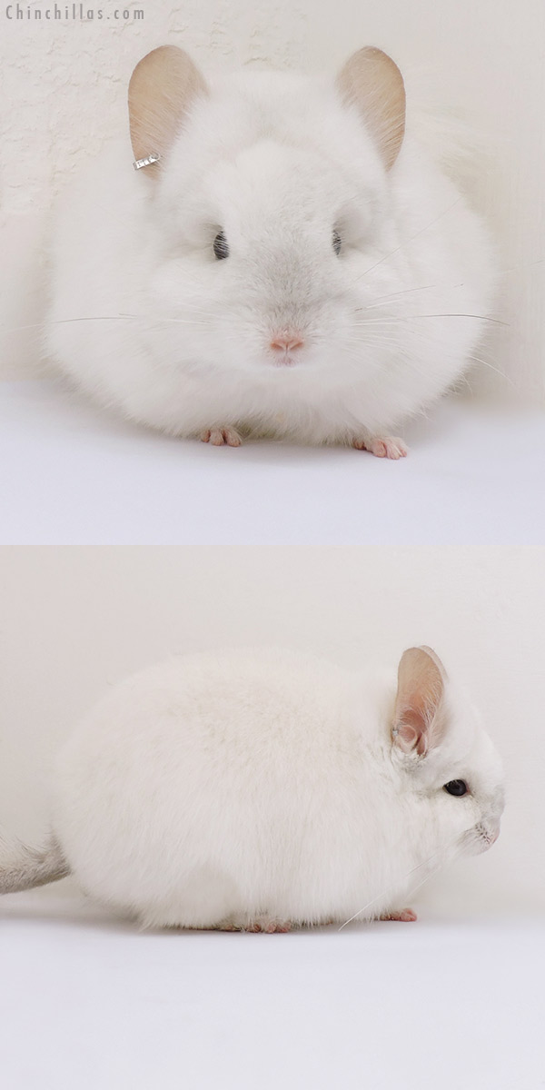 Chinchilla or related item offered for sale or export on Chinchillas.com - 16201 Exceptional Pink White  Royal Persian Angora Male Chinchilla