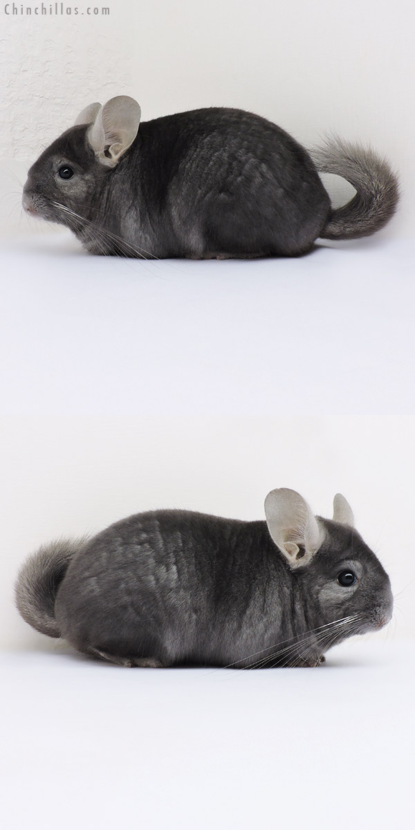 Chinchilla or related item offered for sale or export on Chinchillas.com - 16210 Show Quality Wrap Around Sapphire Female Chinchilla