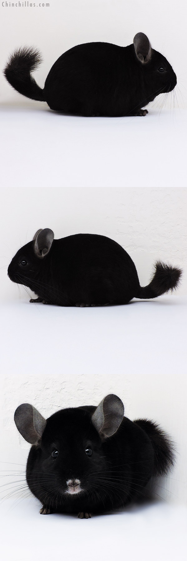 Chinchilla or related item offered for sale or export on Chinchillas.com - 16215 Herd Improvement Quality Ebony Male Chinchilla