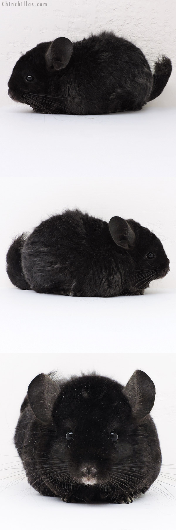 Chinchilla or related item offered for sale or export on Chinchillas.com - 16235 Exceptional Full Locken Female Chinchilla