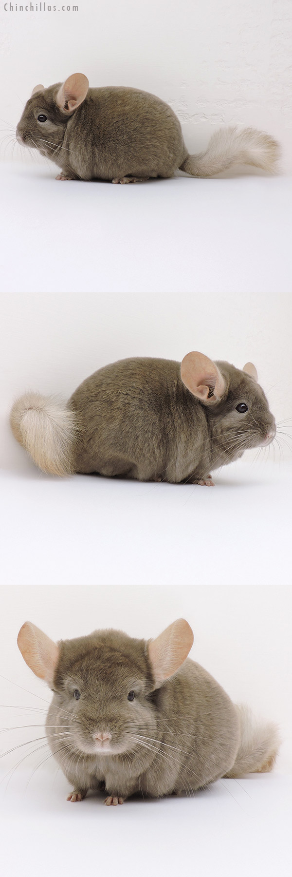 Chinchilla or related item offered for sale or export on Chinchillas.com - 16220 Tan Male Chinchilla