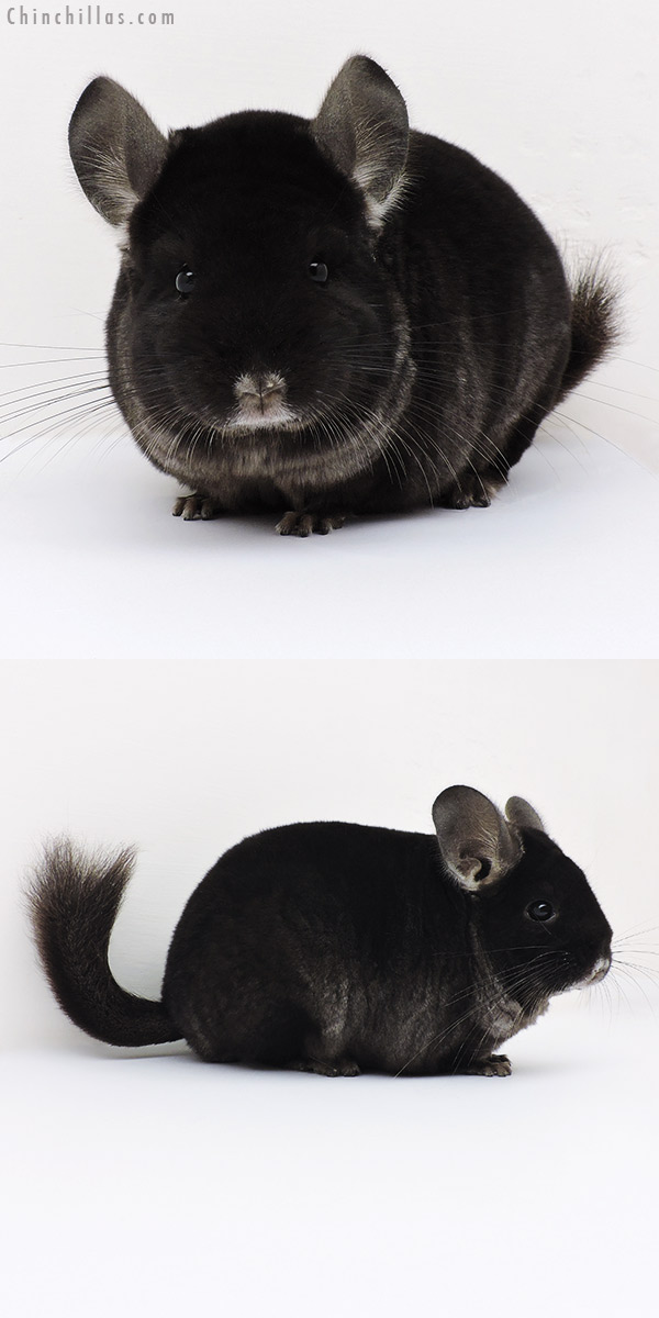 Chinchilla or related item offered for sale or export on Chinchillas.com - 16229 Extra Large Premium Production Quality TOV Ebony Female Chinchilla
