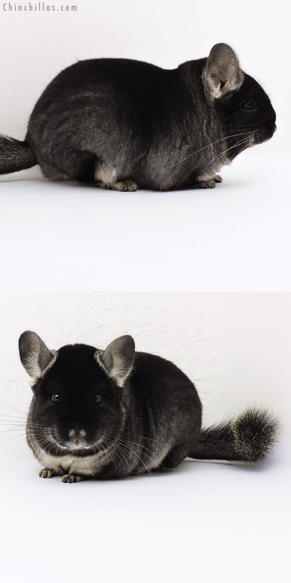 Chinchilla or related item offered for sale or export on Chinchillas.com - 16223 Large Brevi Type Show Quality Black Velvet ( Ebony Carrier ) Male Chinchilla