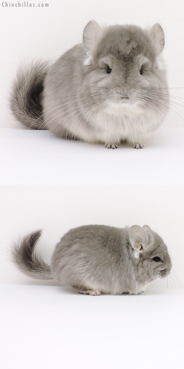 Chinchilla or related item offered for sale or export on Chinchillas.com - 16259 Exceptional Violet  Royal Persian Angora Male Chinchilla