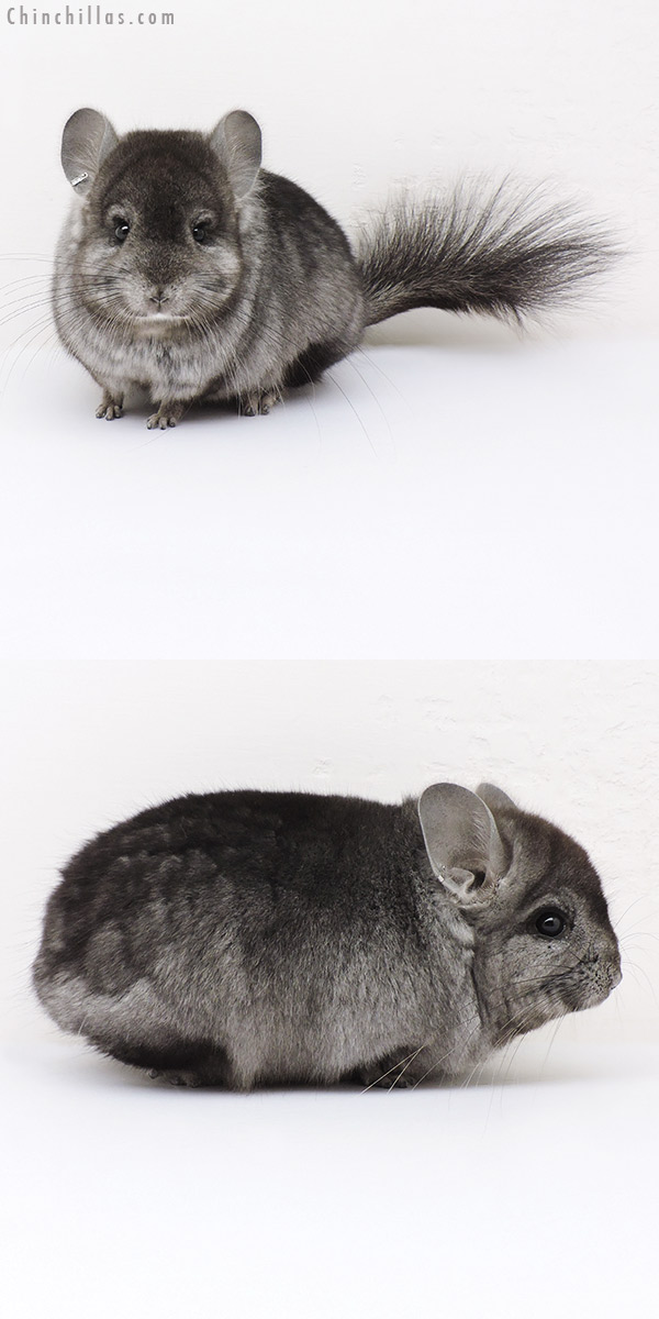 Chinchilla or related item offered for sale or export on Chinchillas.com - 16255 Hetero Ebony  Royal Persian Angora Male Chinchilla