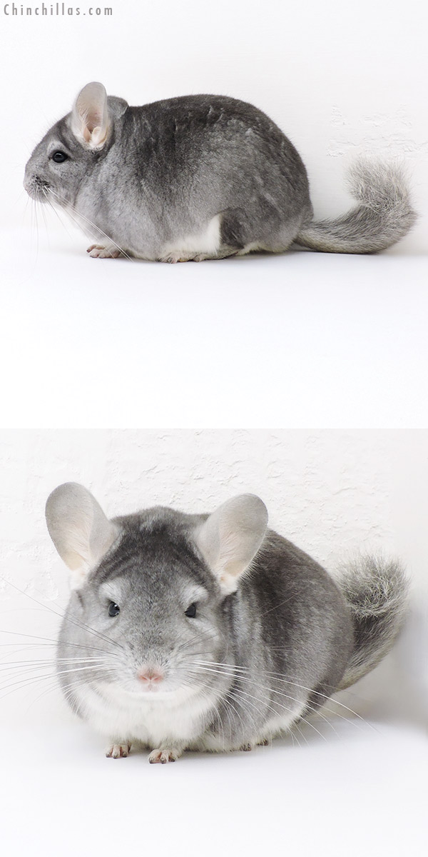 Chinchilla or related item offered for sale or export on Chinchillas.com - 16250 Show Quality Sapphire Male Chinchilla