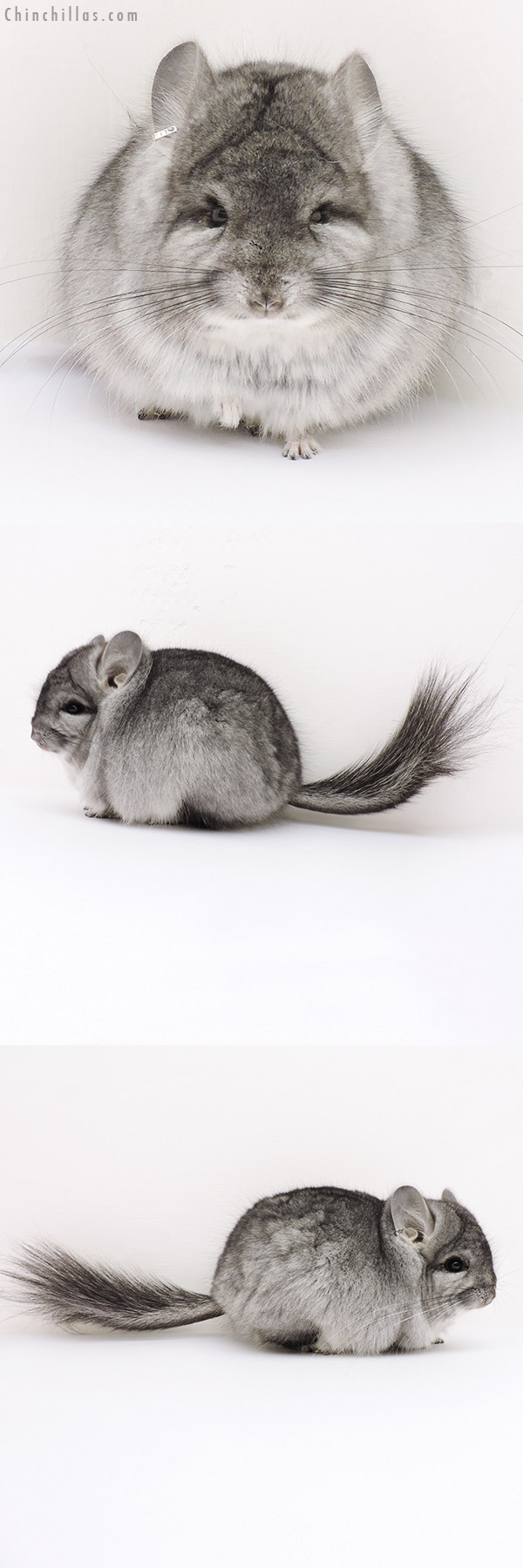 Chinchilla or related item offered for sale or export on Chinchillas.com - 16263 Standard  Royal Persian Angora Male Chinchilla