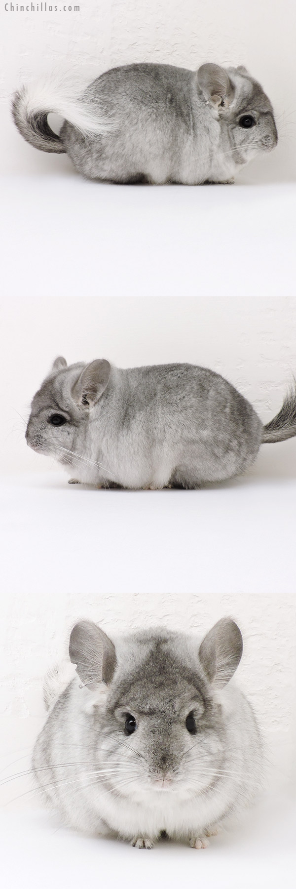 Chinchilla or related item offered for sale or export on Chinchillas.com - 16260 Exceptional Silver Mosaic  Royal Persian Angora Male Chinchilla